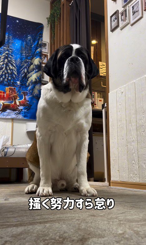 首をかくのが下手なむちゃ君3