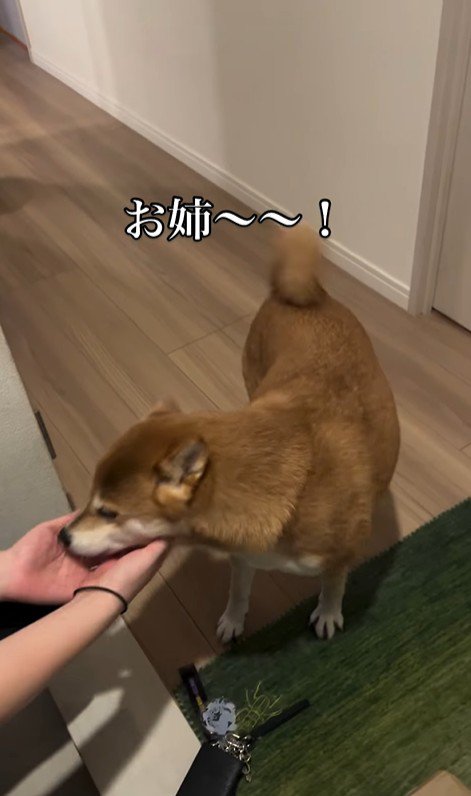 お姉ちゃん帰宅時のけいちゃん3