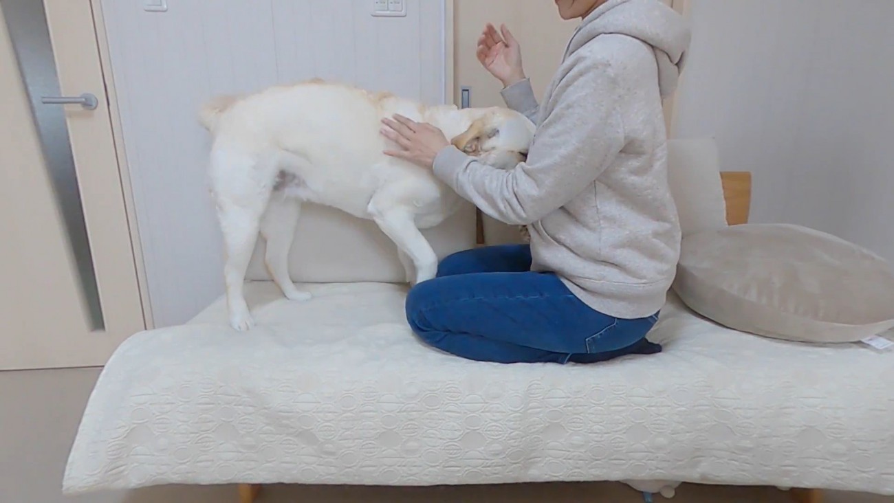 きなこちゃんとママさんの再会2