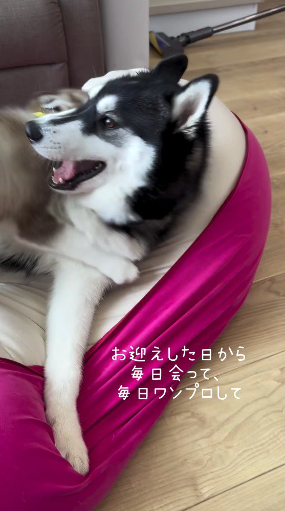 子犬に飛び乗られて嬉しそうな成犬