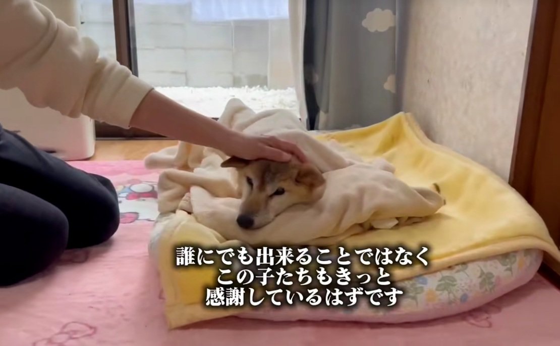 横たわるクッキーちゃん