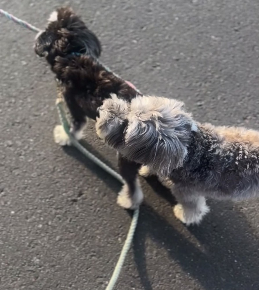 もう1匹のリードを噛む犬2