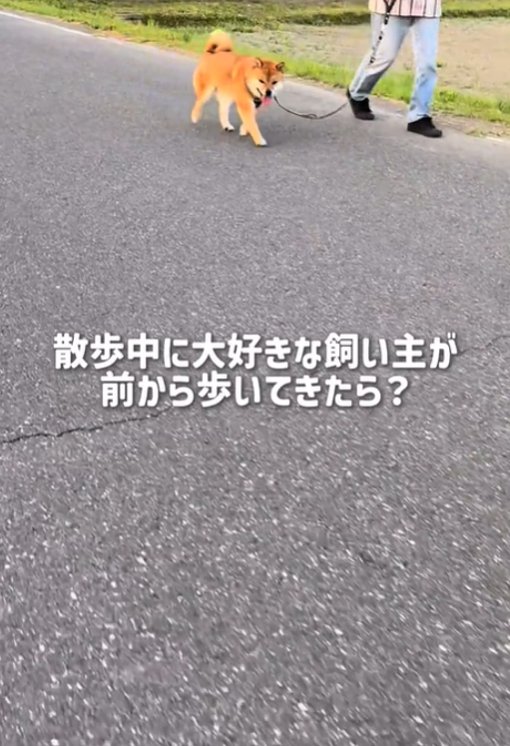 歩く犬1