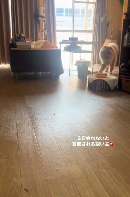 近づいてくるうーちゃん