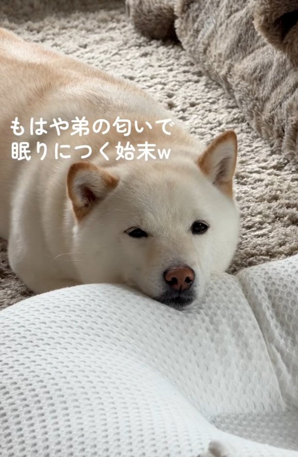 眠そうなカナちゃん