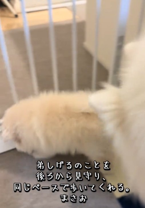 歩く犬3