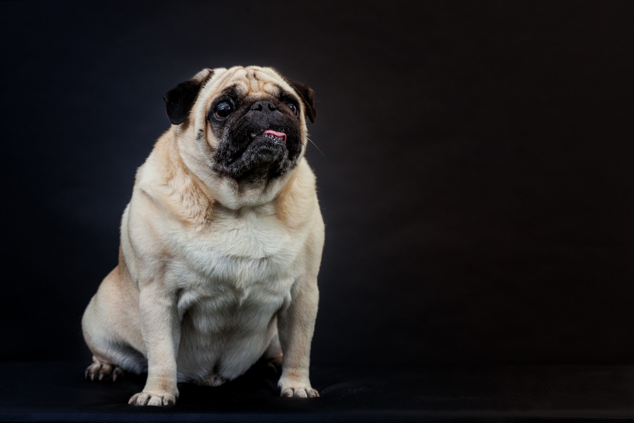 犬が『超苦手に感じるニオイ』5選 体への影響や暮らしの中で気をつけるべきことまで