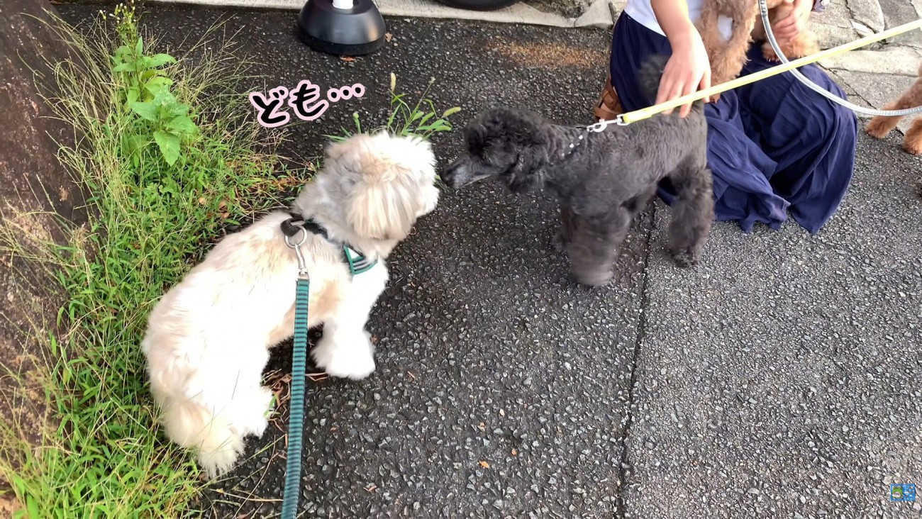 ご挨拶にきてくれたら…