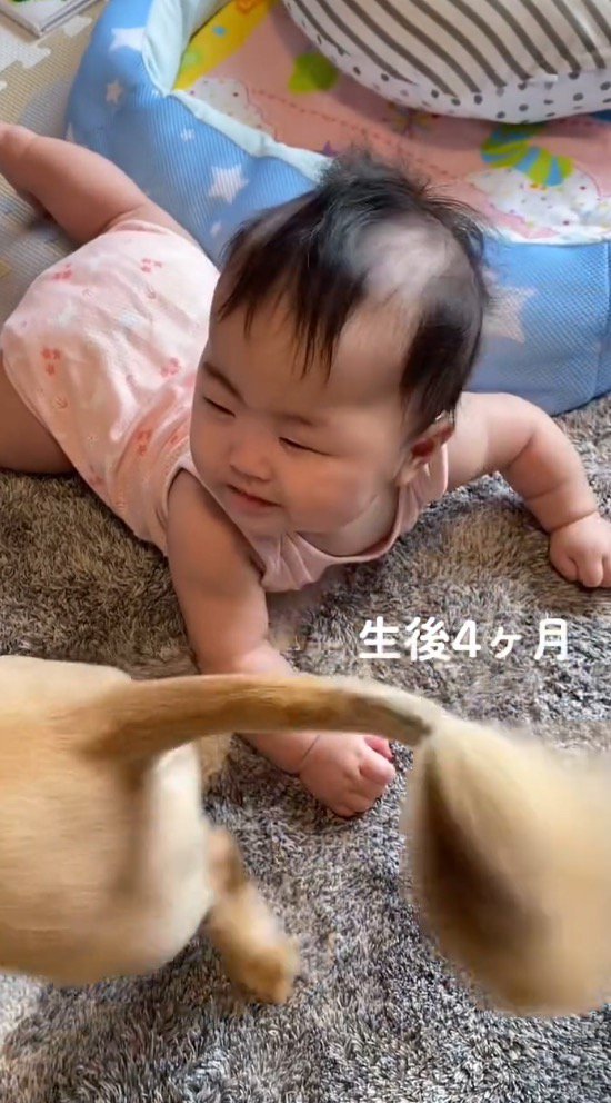 赤ちゃんの顔の前でしっぽを振る犬