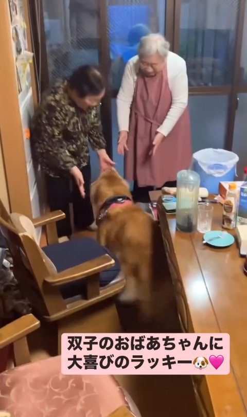 双子のおばあちゃんに駆け寄る大型犬