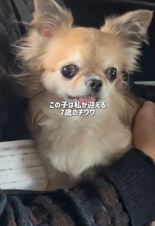 シアルちゃんを迎えた日