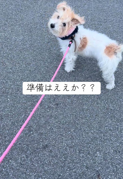 お散歩中のサフランちゃん