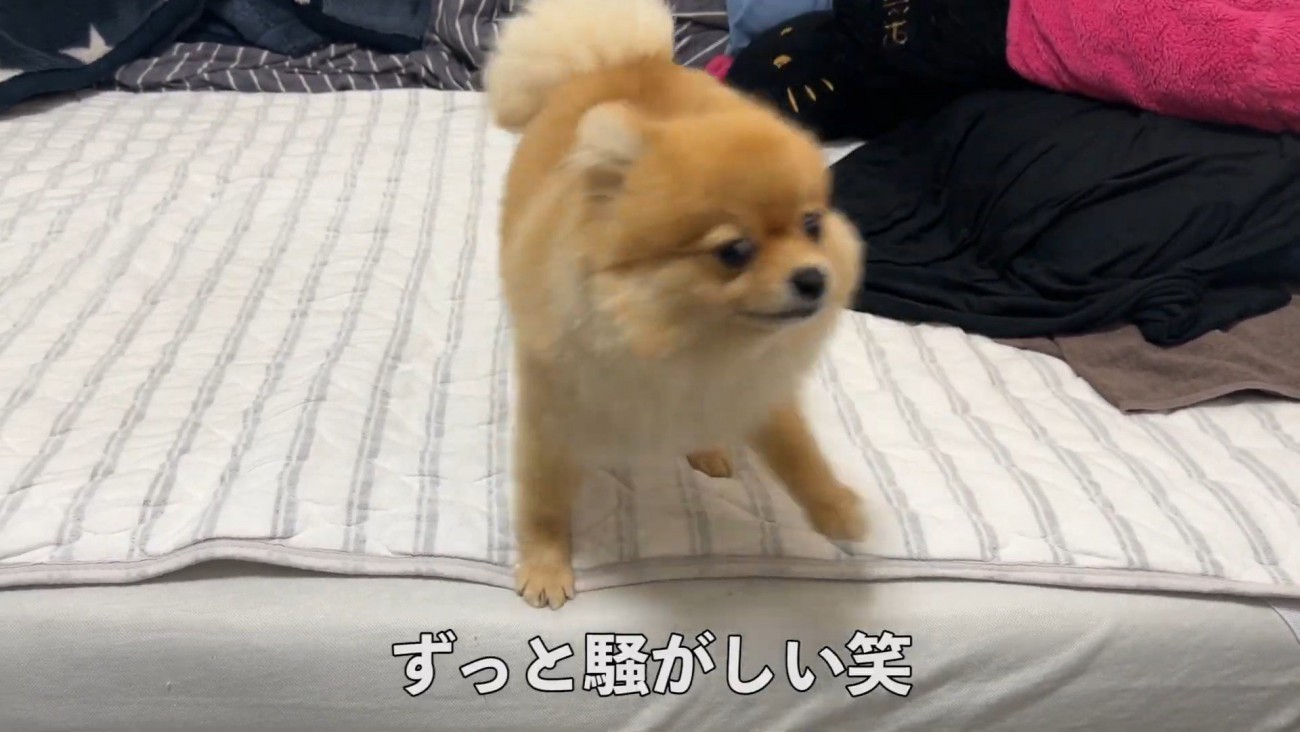 何かを訴えるむぎちゃん4