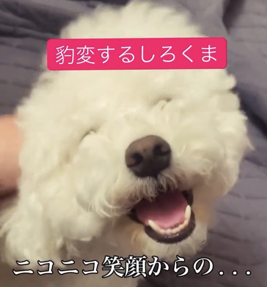 目を細めて笑う犬