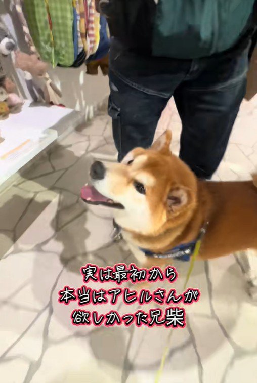 おもちゃを買ってほしいどんちゃん5