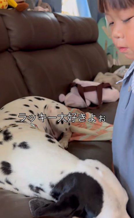 大型犬に「大好き」と伝える子供