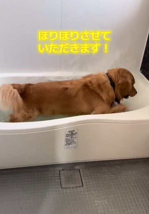 お風呂で水しぶきをあげる犬1