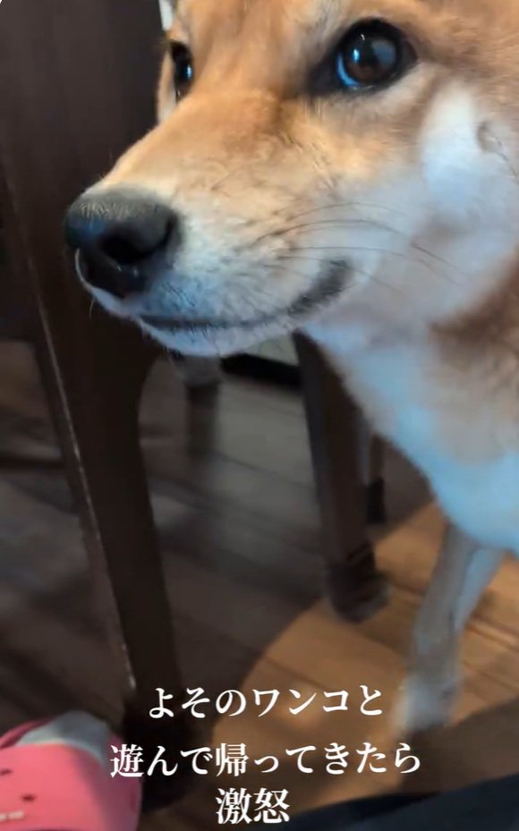 飼い主さんを見るポン太くん