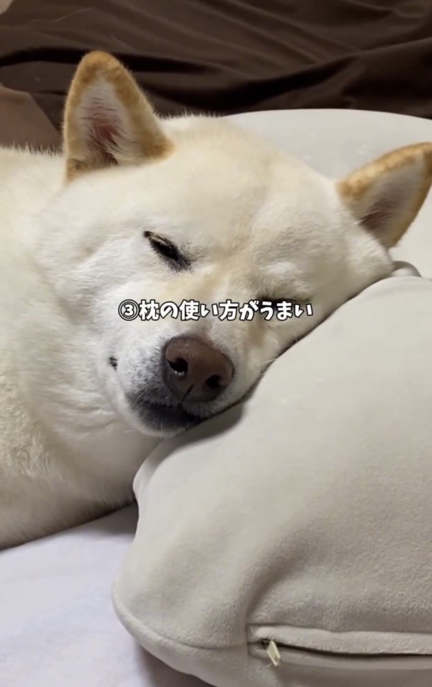 枕に顔を乗せて眠る犬
