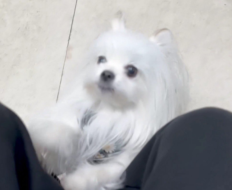 動物病院を訪れた