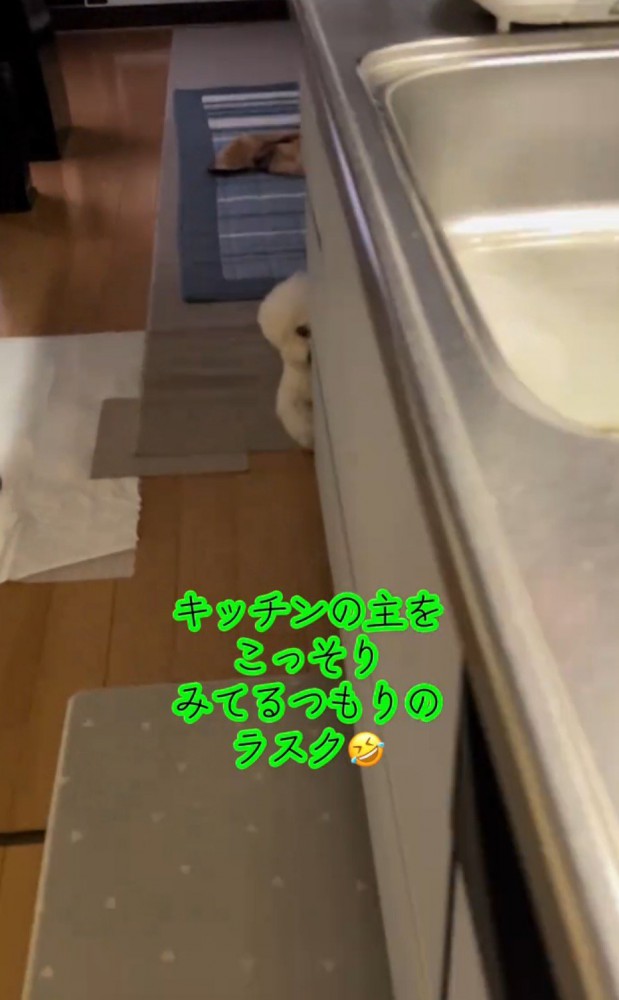 キッチンの隅から飼い主を見つめる犬