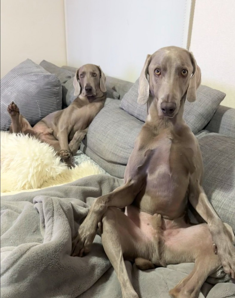 後ろでくつろぐ犬