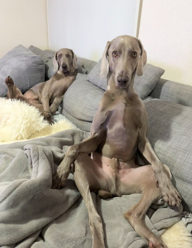 ソファに座る犬たち