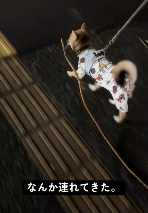 軽やかな足取りでトコトコ… 