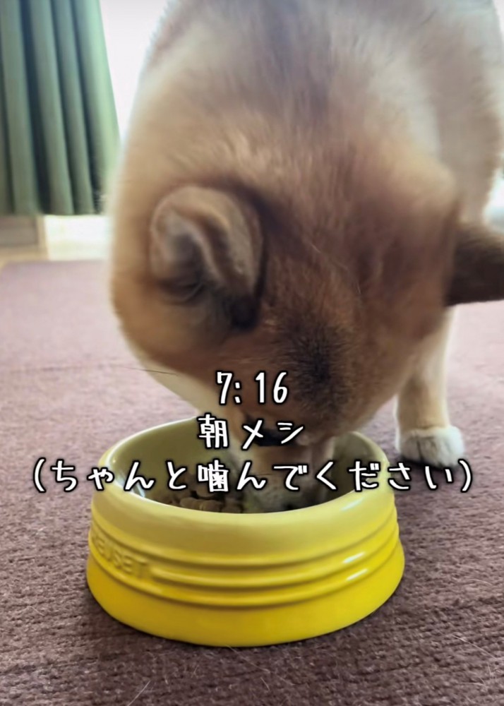 フードボウルに顔を突っ込む犬