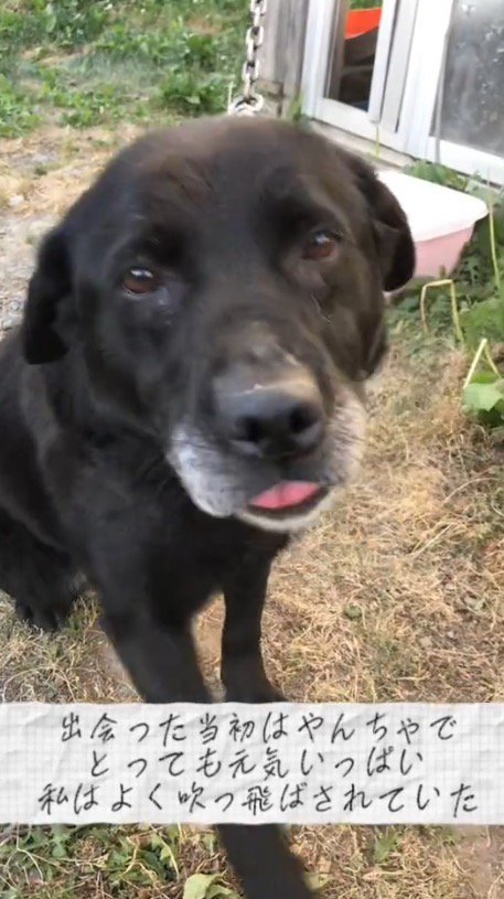 女性を見つめる犬