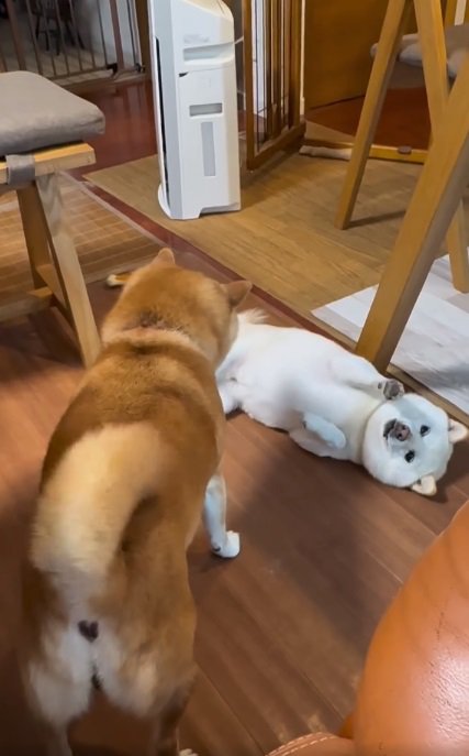 降参するモッチーちゃん