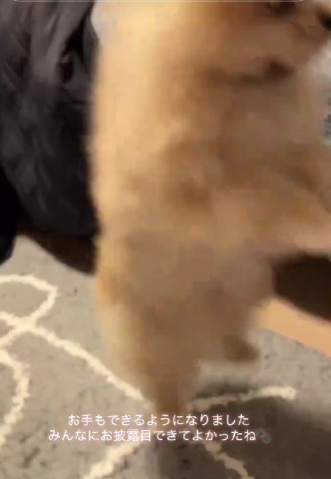 ピョーンと縦ジャンプ！