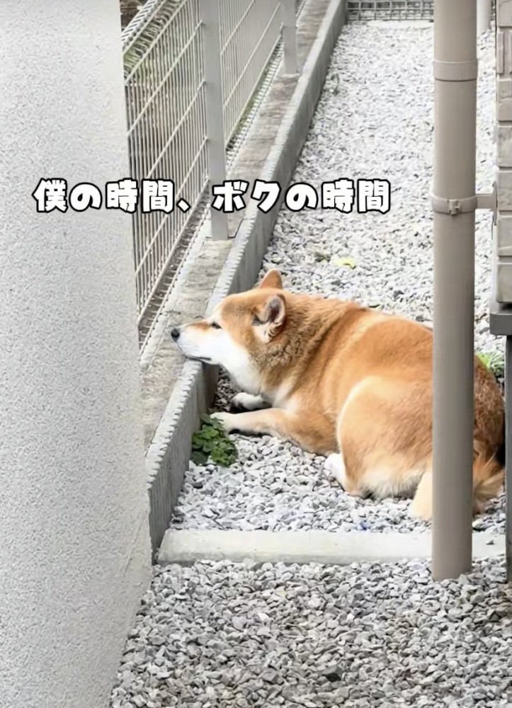 「癒されるわぁ」
