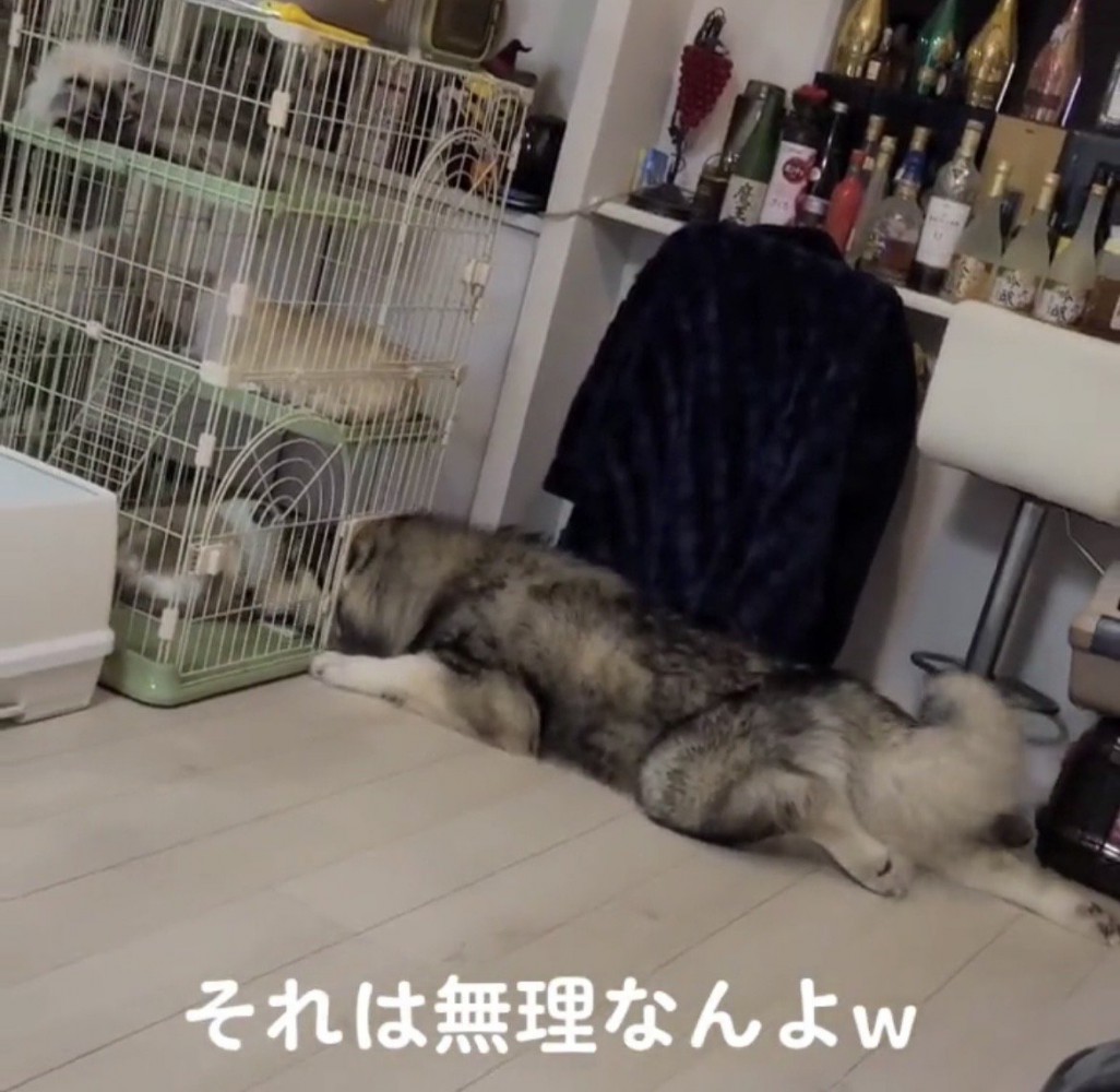 しっぽを振りながら伏せる犬