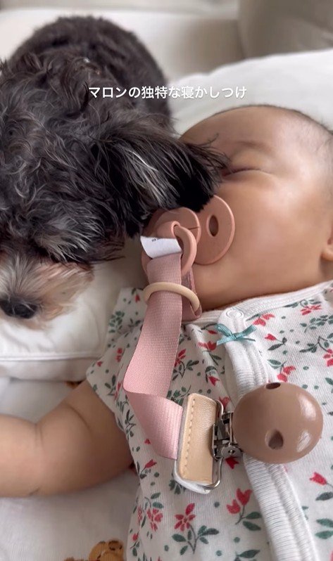 マロンちゃんと赤ちゃん3