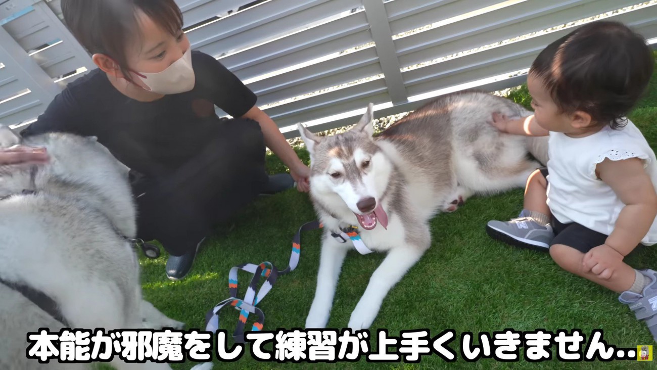 にこちゃんのお散歩練習