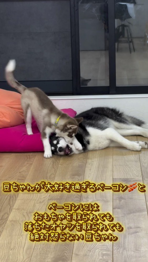 子犬に顔を甘噛みされる子犬