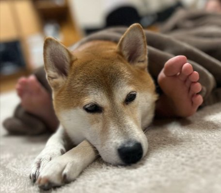 飼い主さんと…