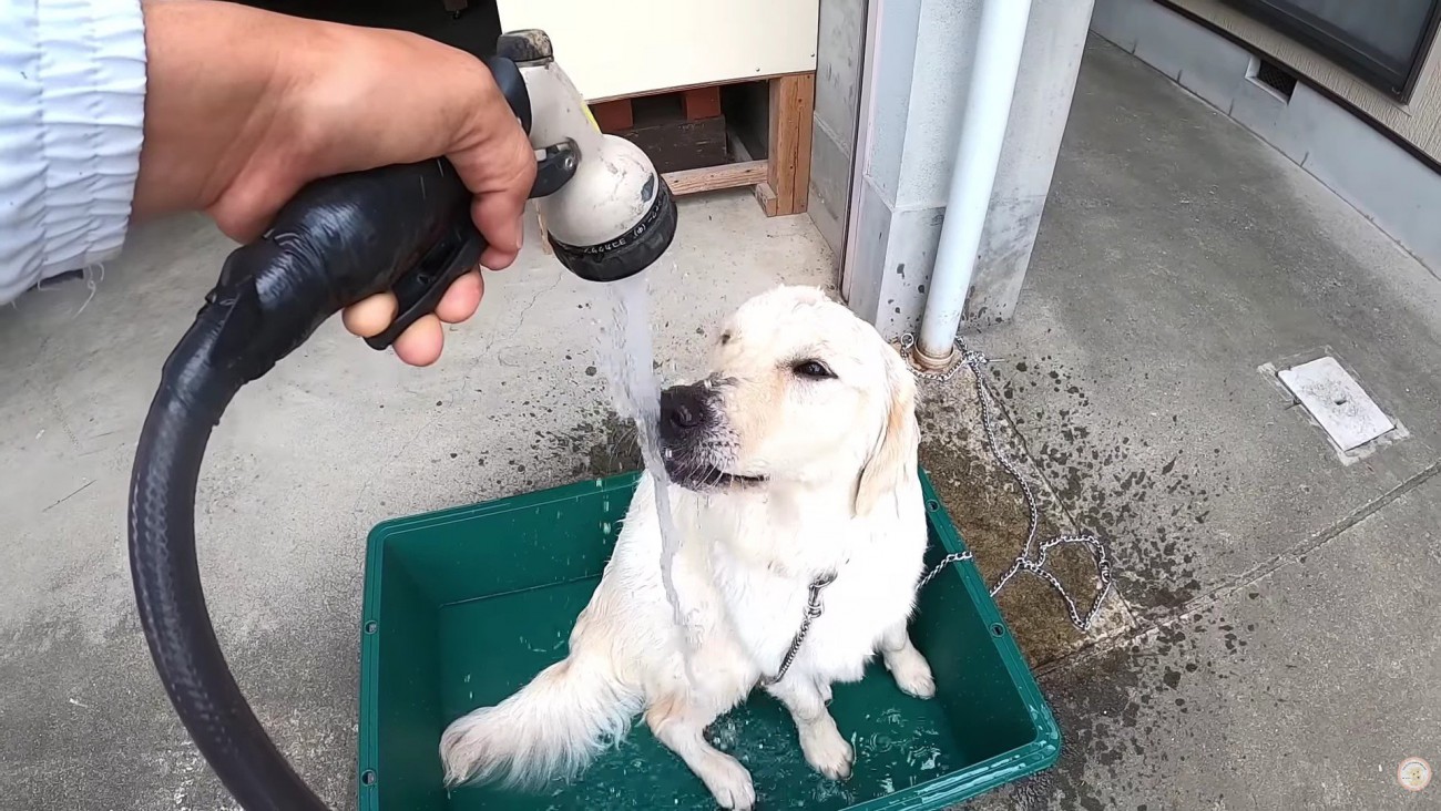 打ち水のようにシャワーをかける