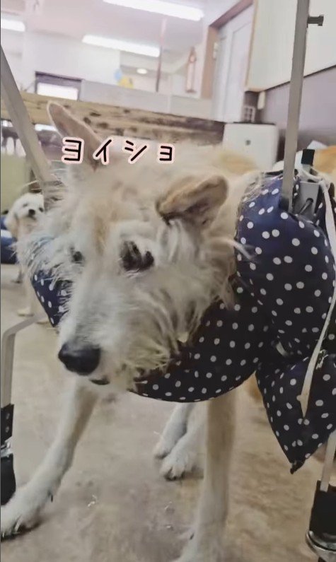 おばあちゃんワンコを車椅子に乗せたら8