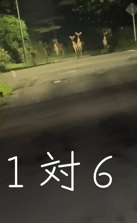 野生の鹿が6頭もいます！