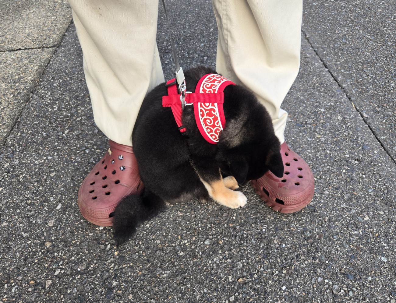 しょんぼり