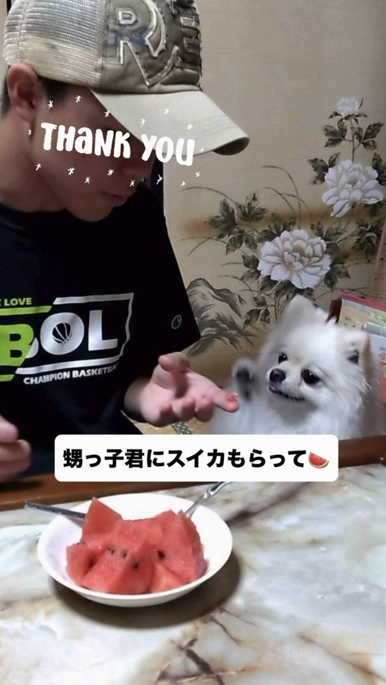 スイカを食べるポメラニアン