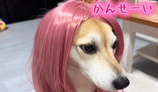 カツラを被せると…