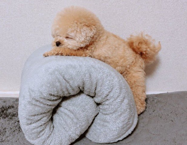 丸めた布団の上がお気に入り