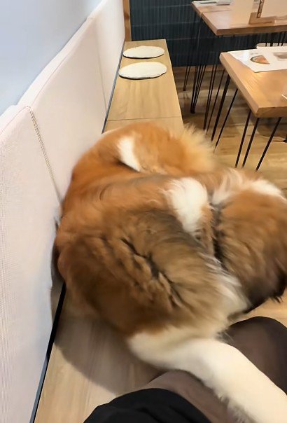 犬好きにはたまりません♡