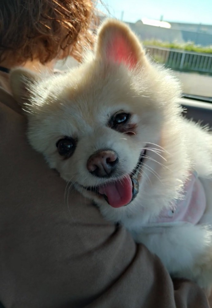 抱っこされる犬