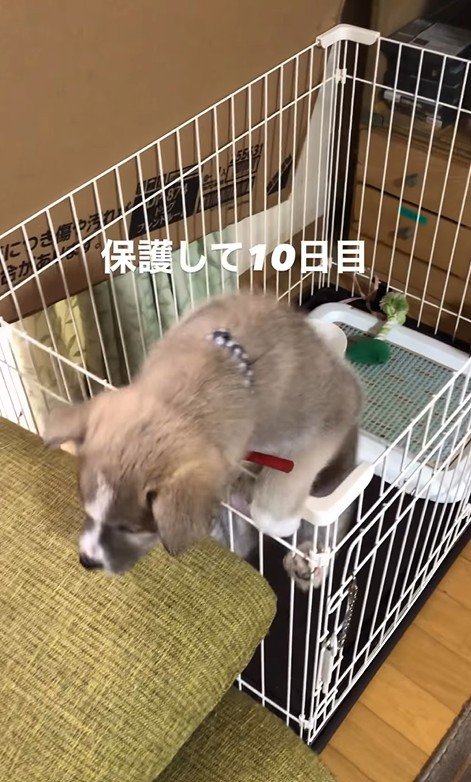 サスケくんの変化8