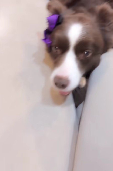 「ひんやりより飼い主さん♡」