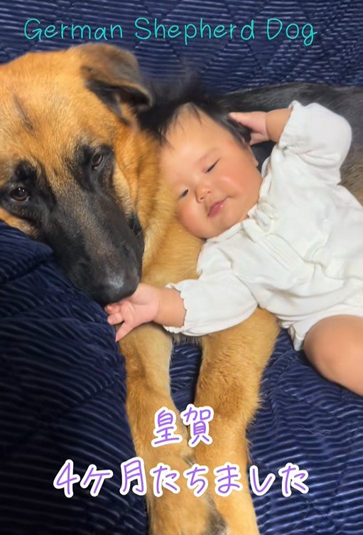 赤ちゃんとお兄ちゃん犬たち2